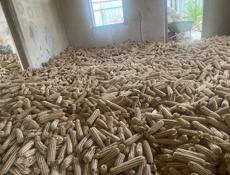 Кукуруза белая