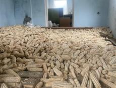 Кукуруза белая