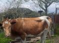 Продается корова 
