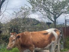 Продается корова 