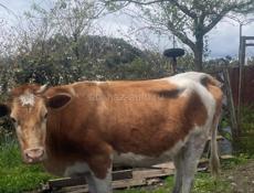 Продается корова 