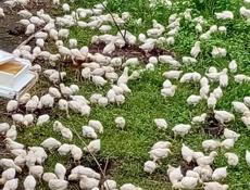 Продаются цыплята доставка от 100шт по очамчырскому 