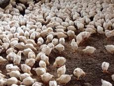 Продаются цыплята доставка от 100шт по очамчырскому 