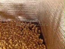 Продаются цыплята доставка от 100шт по очамчырскому 