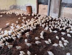 Продаются цыплята доставка от 100шт по очамчырскому 