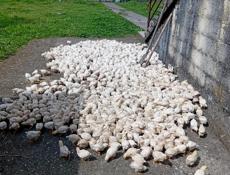 Продаются цыплята доставка от 100шт по очамчырскому 