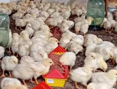 Продаются цыплята доставка от 100шт по очамчырскому 