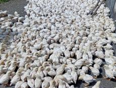 Продаются цыплята доставка от 100шт по очамчырскому 