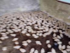 Продаются цыплята доставка от 100шт по очамчырскому 