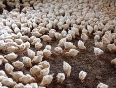 Продаются цыплята доставка от 100шт по очамчырскому 