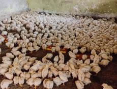 Продаются цыплята доставка от 100шт по очамчырскому 