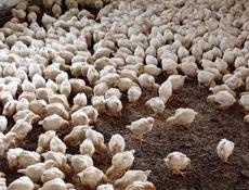 Продаются цыплята доставка от 100шт по очамчырскому 