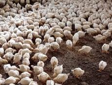 Продаются цыплята доставка от 100шт по очамчырскому 