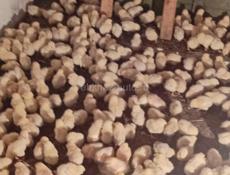 Продаются цыплята доставка от 100шт по очамчырскому 