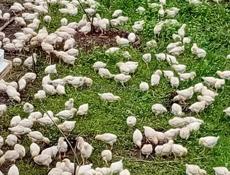 Продаются цыплята доставка от 100шт по очамчырскому 