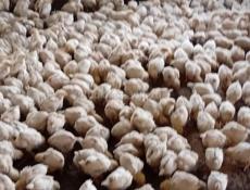 Продаются цыплята доставка от 100шт по очамчырскому 