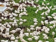 Продаются цыплята доставка от 100шт по очамчырскому 