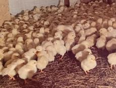 Продаются цыплята доставка от 100шт по очамчырскому 