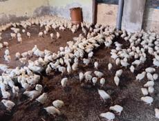 Продаются цыплята доставка от 100шт по очамчырскому 