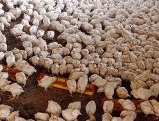 Продаются цыплята доставка от 100шт по очамчырскому 