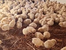 Продаются цыплята доставка от 100шт по очамчырскому 