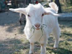 Продаю козленка срочно 