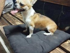 Пропал щенок