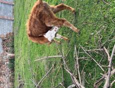 Теленок девочка