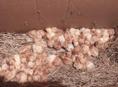 Продаю цыплята несушки 