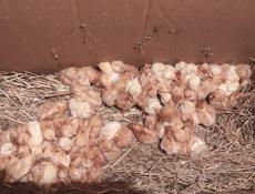 Продаю цыплята несушки 