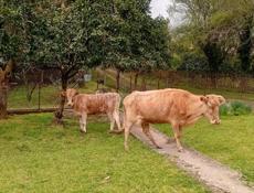 Продам телку с теленком 