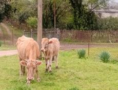 Продам телку с теленком 