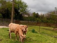 Продам телку с теленком 
