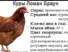 Четырёхдневные цыплята