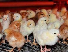 Цыплята суточные 