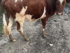 Продается молодая корова 