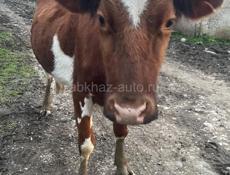 Продается молодая корова 