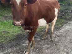 Продается молодая корова 