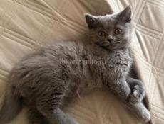 Британские котята!! 