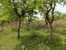 Участок на Чанба срочно рядом Монастырь