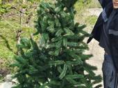 Искусственная ёлка почти новая ножки железные   рост примерно 190 цена 5000т