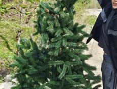 Искусственная ёлка почти новая ножки железные   рост примерно 190 цена 5000т