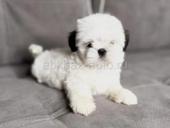 ЩЕНКИ ШИ ТЦУ 