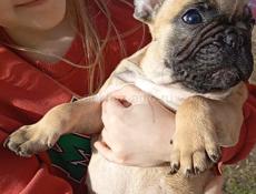 Французский бульдог