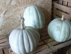 Тыква 
