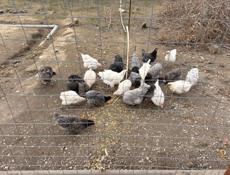 Продаются куры 