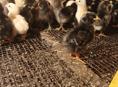 Продаются цыплята 5 дней 