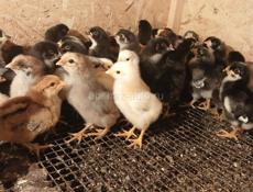 Продаются цыплята 5 дней 
