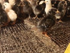 Продаются цыплята 5 дней 