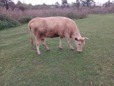 Продаю молоко